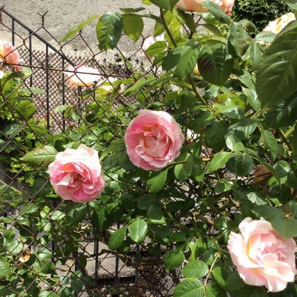 Meet your Posher, Katherine - Picture 1 of 1